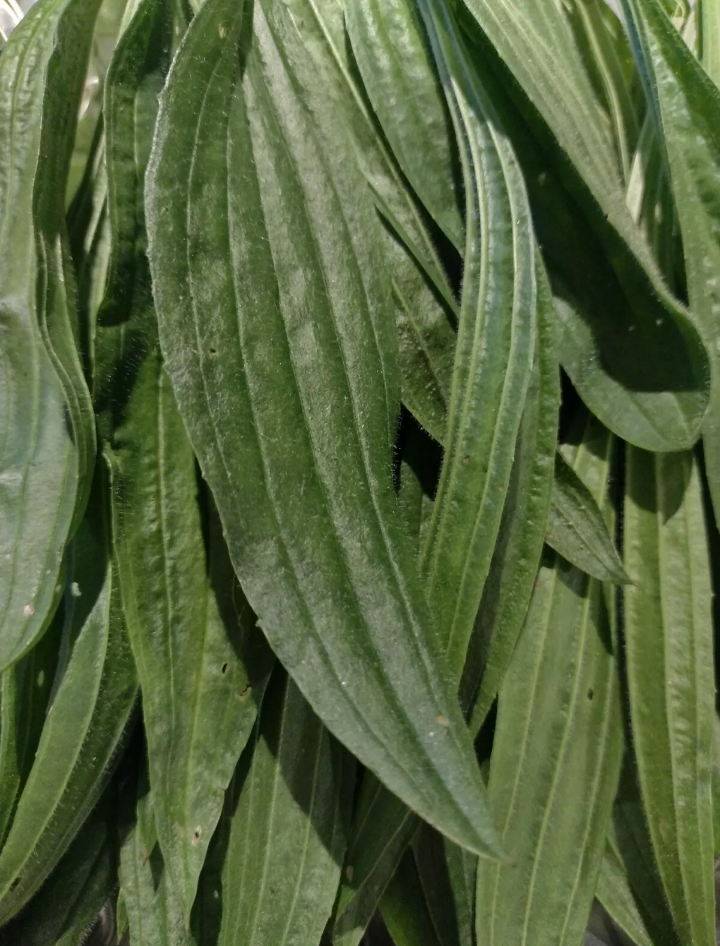 100g of Fresh Ribwort Plantain Leaves Organically Grown (Not Dried)