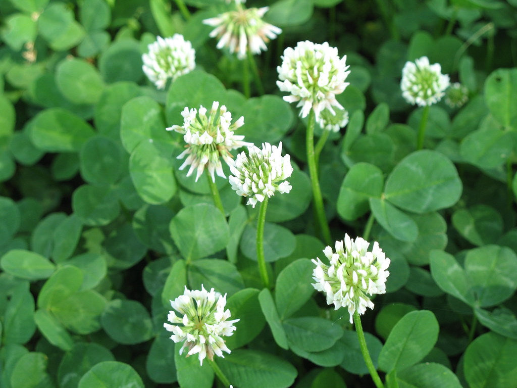 White Clover - Delicate, Sweet and Nutritious!