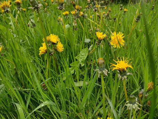 Dandelions - An Essential Food Crop!