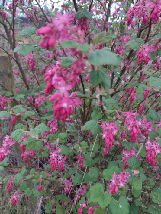 Flowering Currant bush - vibrant and aromatic