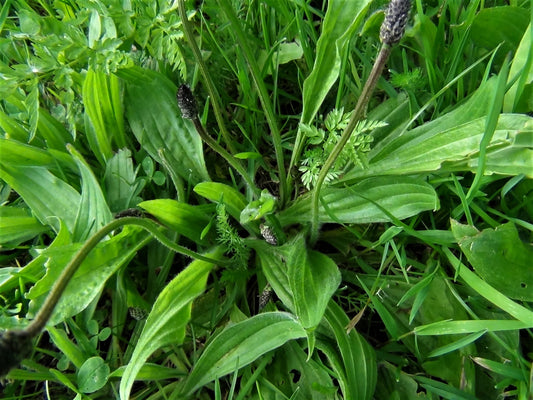 Plantain - A Superfood in the Weed World!