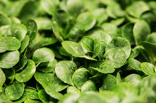 Lamb's Lettuce - a winter gem!