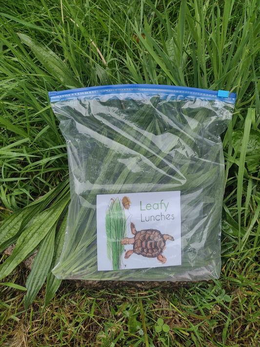 100g of Fresh Ribwort Plantain Leaves Organically Grown (Not Dried)