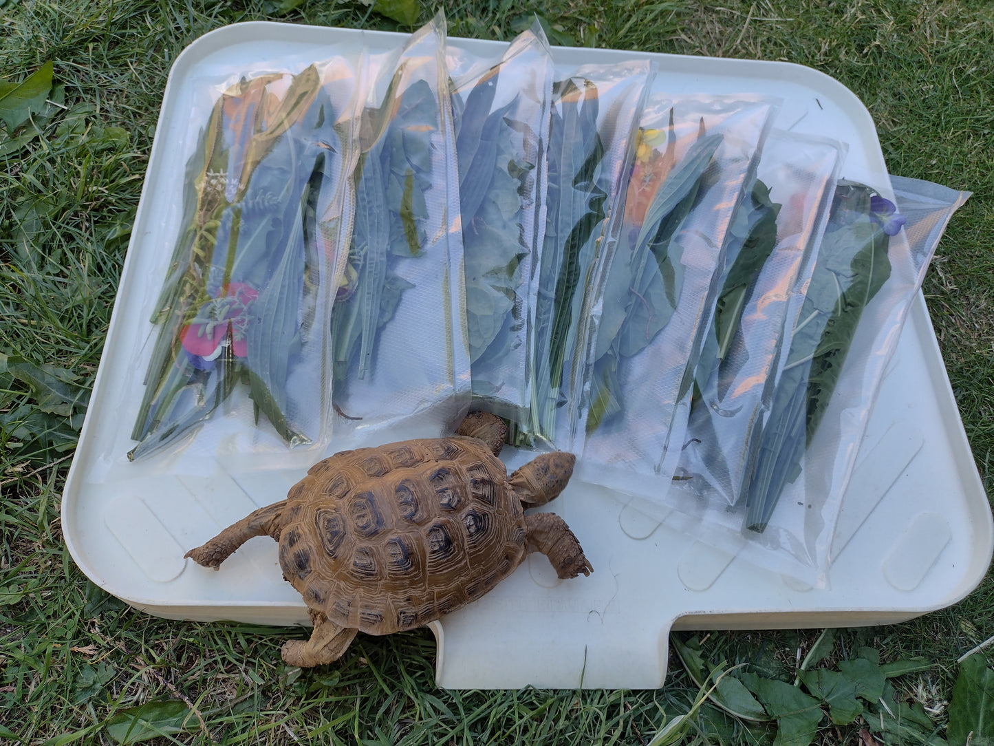 Tortoise 7 Day Weekly Seasonal Food Hamper (Weeds and Flowers)