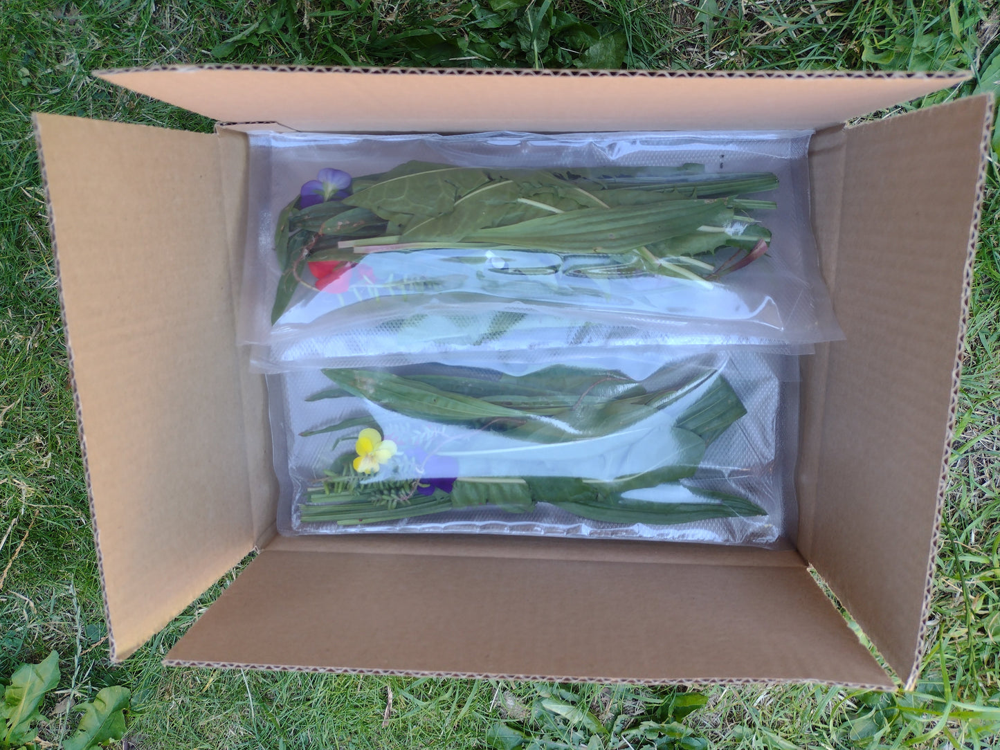 Tortoise 10 Day Weekly Seasonal Food Hamper (Wild Plants and Leafy Greens)