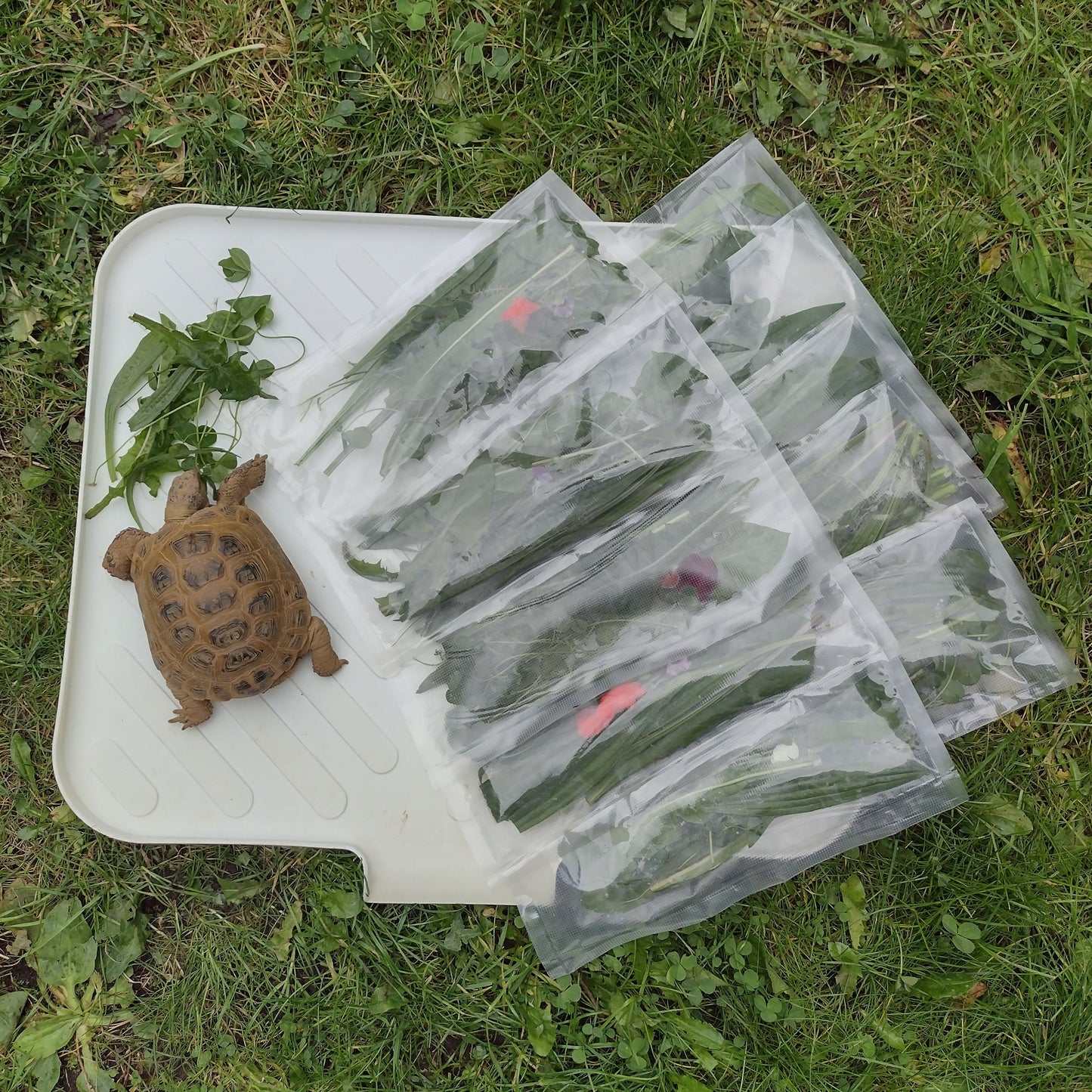 Tortoise 10 Day Weekly Seasonal Food Hamper (Wild Plants and Leafy Greens)
