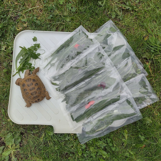 Tortoise 10 Day Seasonal Food Hamper (Weeds and Flowers)