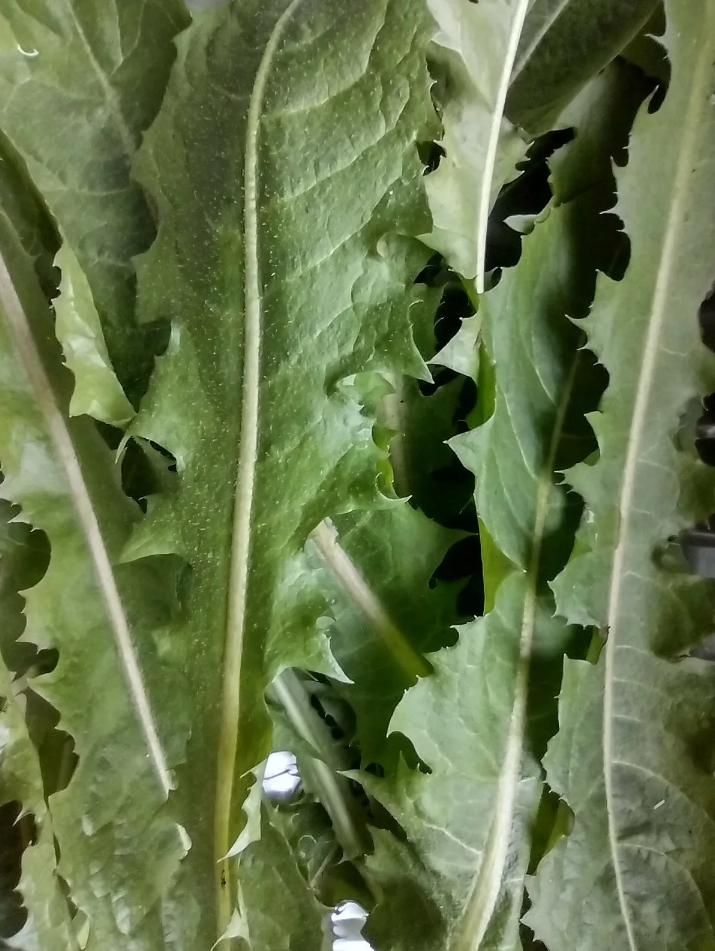 Tortoise 10 Day Weekly Seasonal Food Hamper (Wild Plants and Leafy Greens)